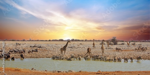 Panoramic view from Okaukeujo camp, The waterhole is full of lots of different animals including giraffe, zebra, springbok and wildebeest. photo