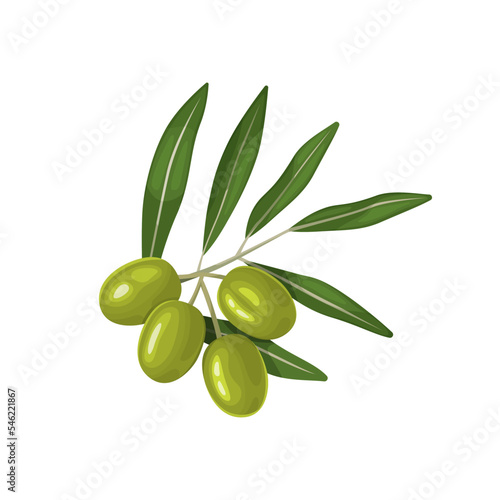 Small sprig with green leaves and ripe olives.