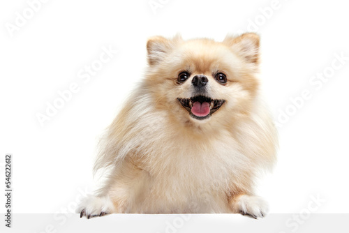 Closeup face of charming fluffy pomeranian spitz isolated on white background. Concept of breed domestic animal. health care, vet. photo