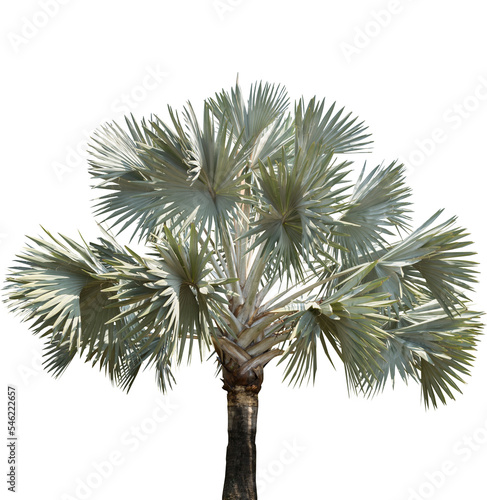 Isolated cutout of a palm tree on a transparent background
