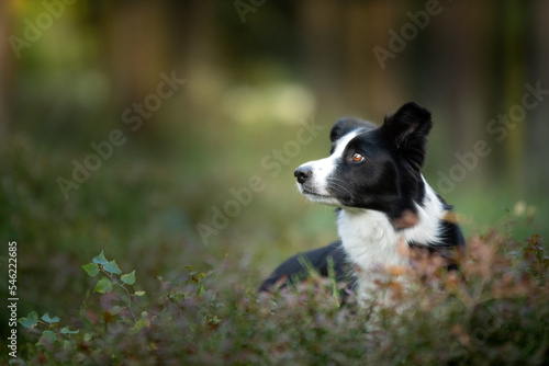 Fototapeta Naklejka Na Ścianę i Meble -  Un chien de race border collie dans la foret 