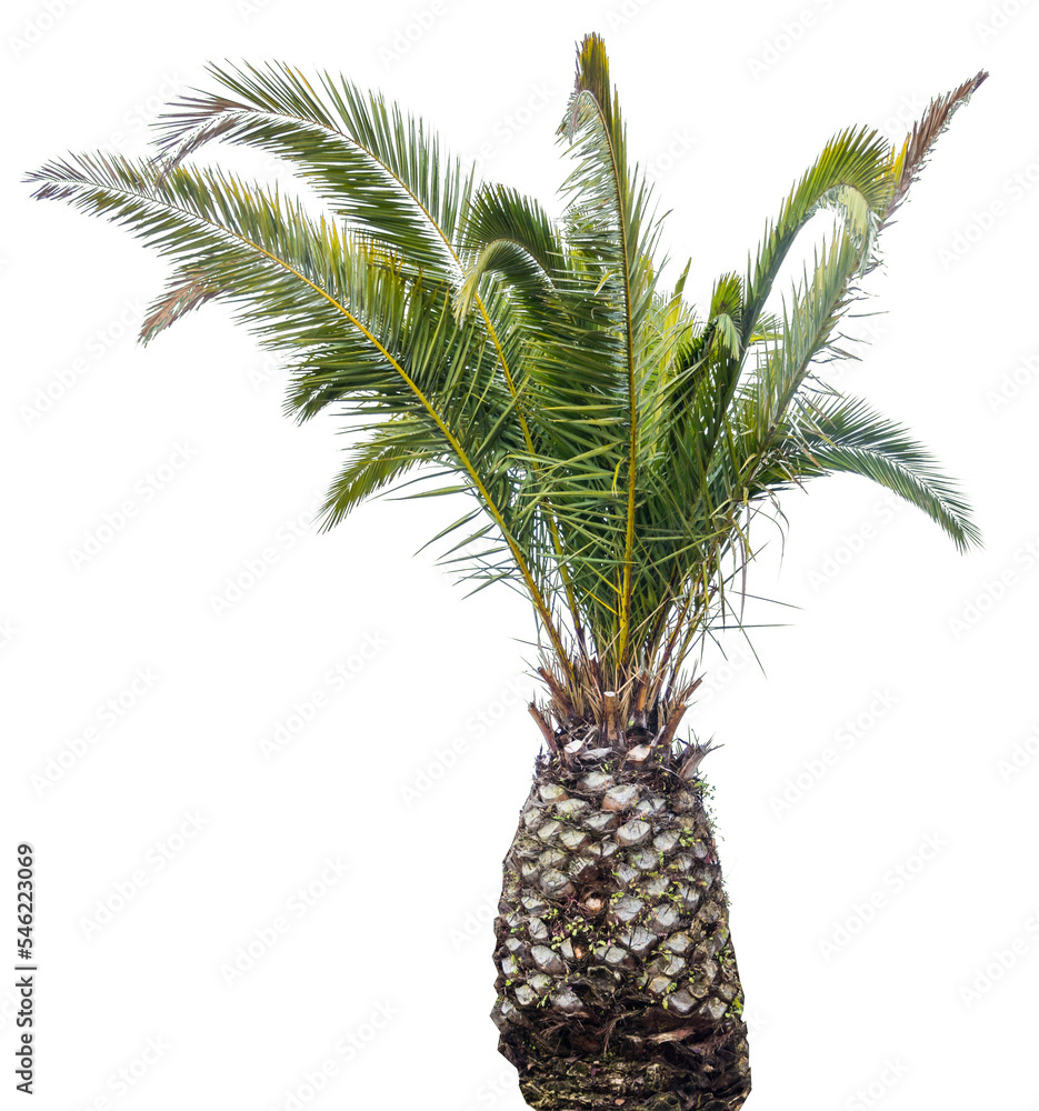 Isolated cutout of a palm tree on a transparent background Isolated cutout of a palm tree on a transparent background