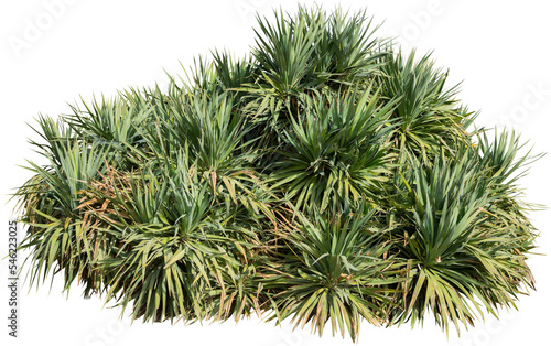 Isolated cutout of a palm tree on a transparent background