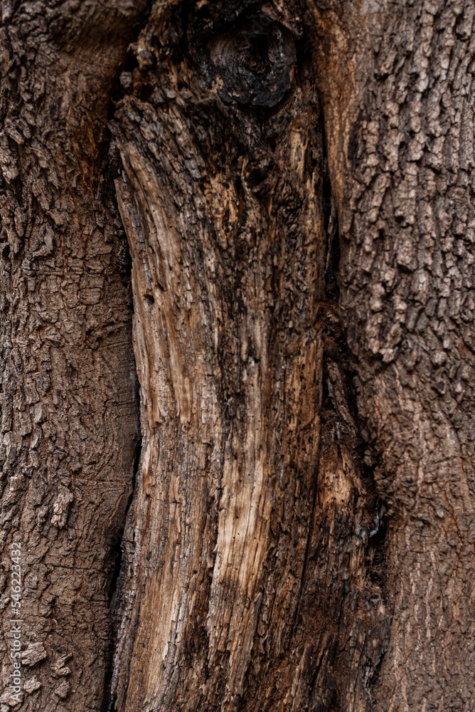 Obraz premium Tree bark brown texture close up, natural background