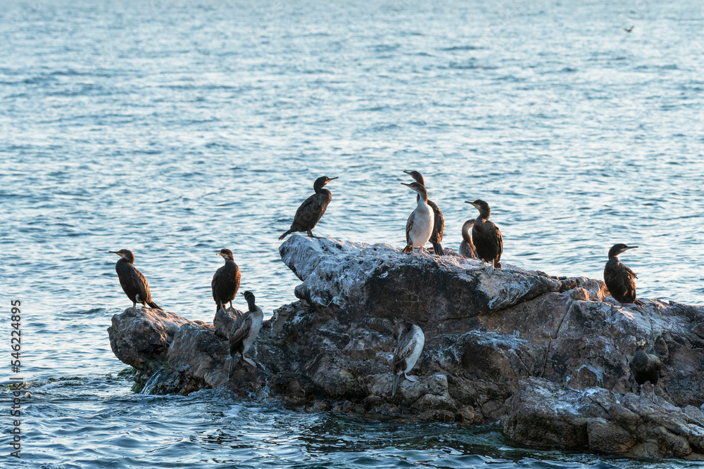 Fototapeta premium Cormorants on rock ,sea at the background. cormorants in the nature.