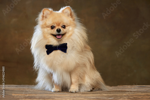 Gentleman. Portrait of happy smiling little purebred dog posing isolated dark vintage style background. Pomeranian spitz looks groomed and healthy.