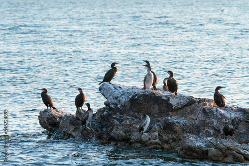 Cormorants on rock ,sea at the background. cormorants in the nature.