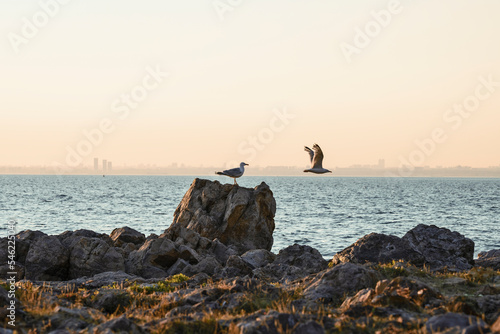 Seagull on rock with sea scenery theme freedom, escape from city to nature.
