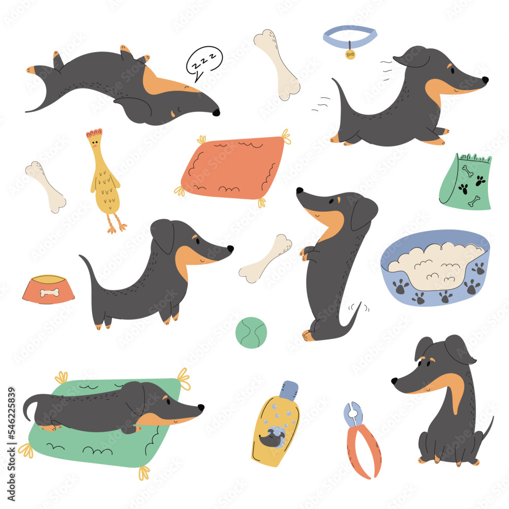 Set of dogs in different poses and accessories for care, equipment, feeding