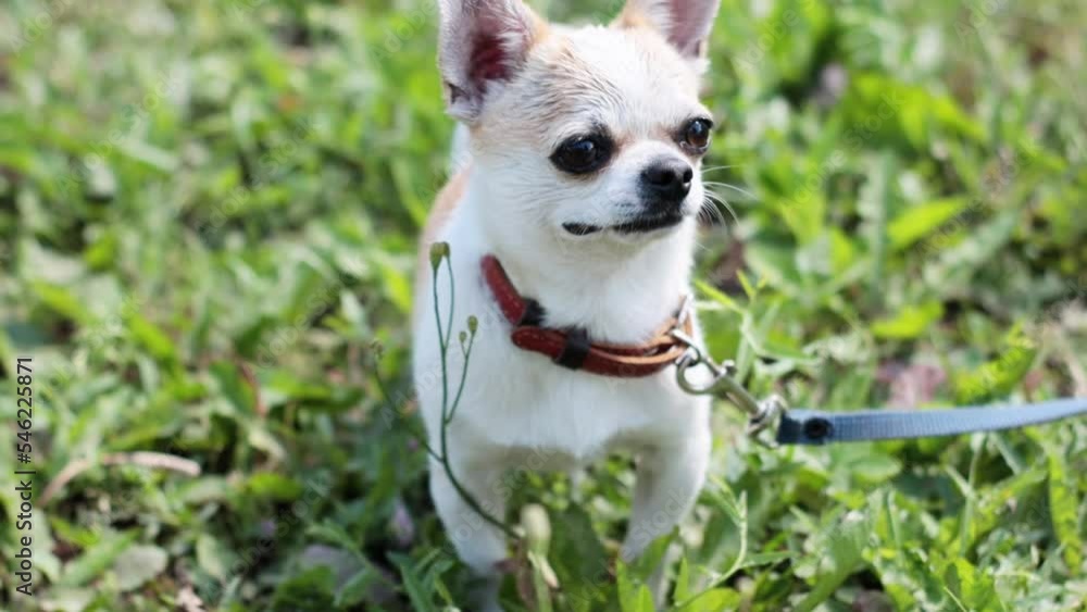 A young Chihuahua dog, a boy with a collar, walks on a sunny summer day on a lawn with grass. A young Chihuahua dog, a boy with a collar, walks on a sunny summer day on a lawn with grass.