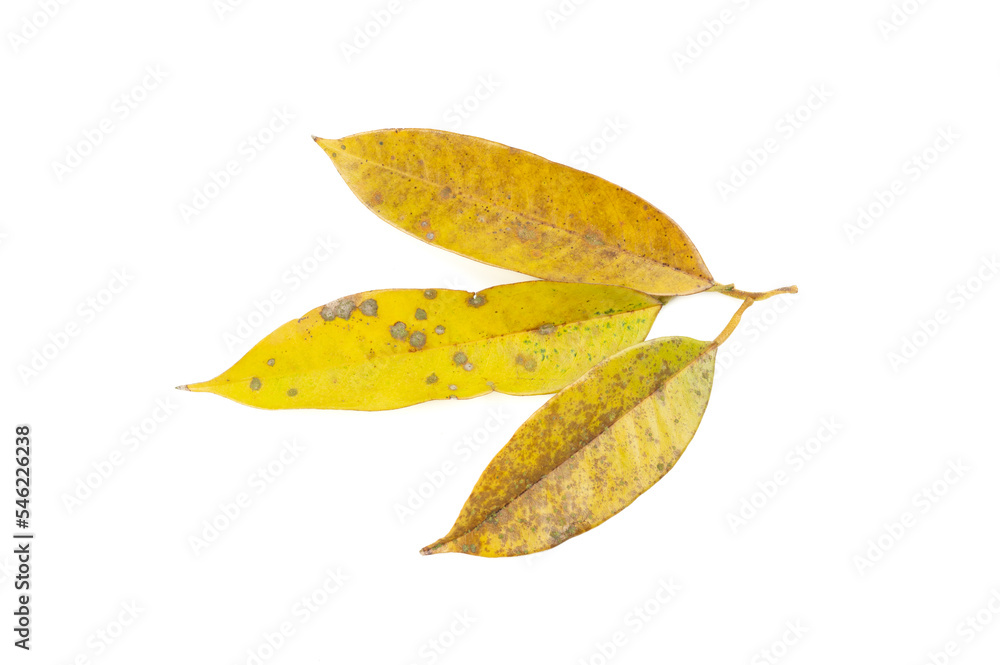 Fototapeta premium Yellow leaf spot mold in durian tree isolated on white background, problem of agriculture in Thailand, nature background