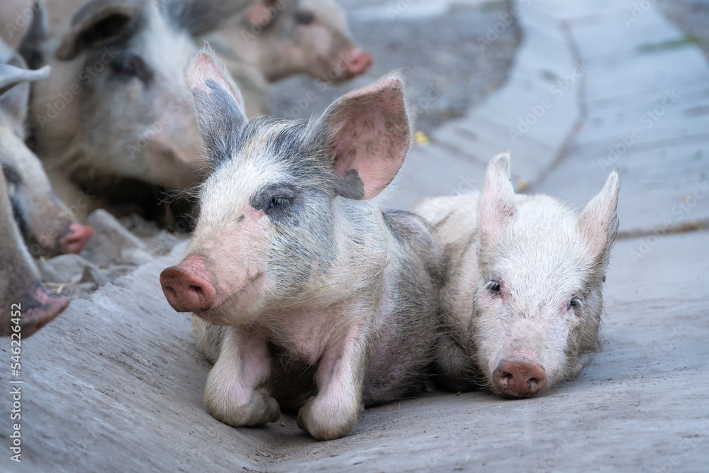 Close-up of two young piglets lying on the asphalt on the street Close-up of two young piglets lying on the asphalt on the street