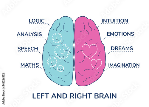Human brain right and left hemisphere functions, flat vector illustration.