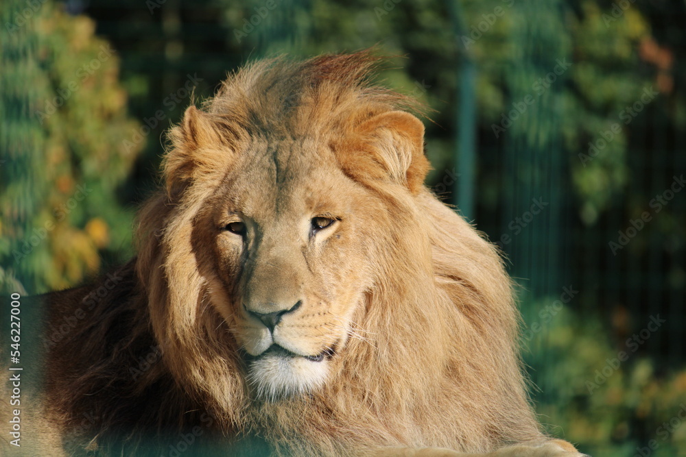 Lion enjoy the Sunn Lion enjoy the Sunn