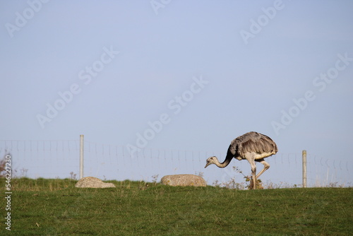 Ostrich searching for food