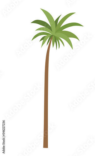 Palm tree with green leaves top and trunk. Exotic fruitful tree. Vector nature flora isolated on white background