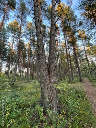 Pine trees trunk, wild forest