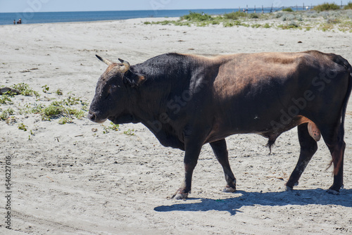 A black bull on the beach!