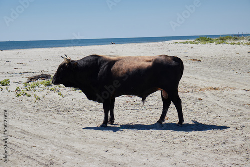 Wallpaper Mural A black bull on the beach! Torontodigital.ca