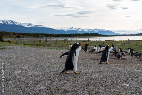 Magellanic penguins in natural environment on Isla Martillo  island in Patagonia  Argentina  South America