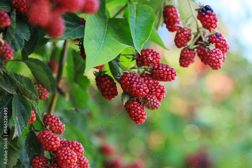 branch of ripe raspberries in a garden on blurred green background branch of ripe raspberries in a garden on blurred green background