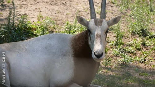 Scimitar oryx (Oryx dammah) resting in captivity photo