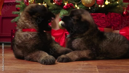 Leonberger puppies lie under the Christmas tree and play with each other, bite and fight.