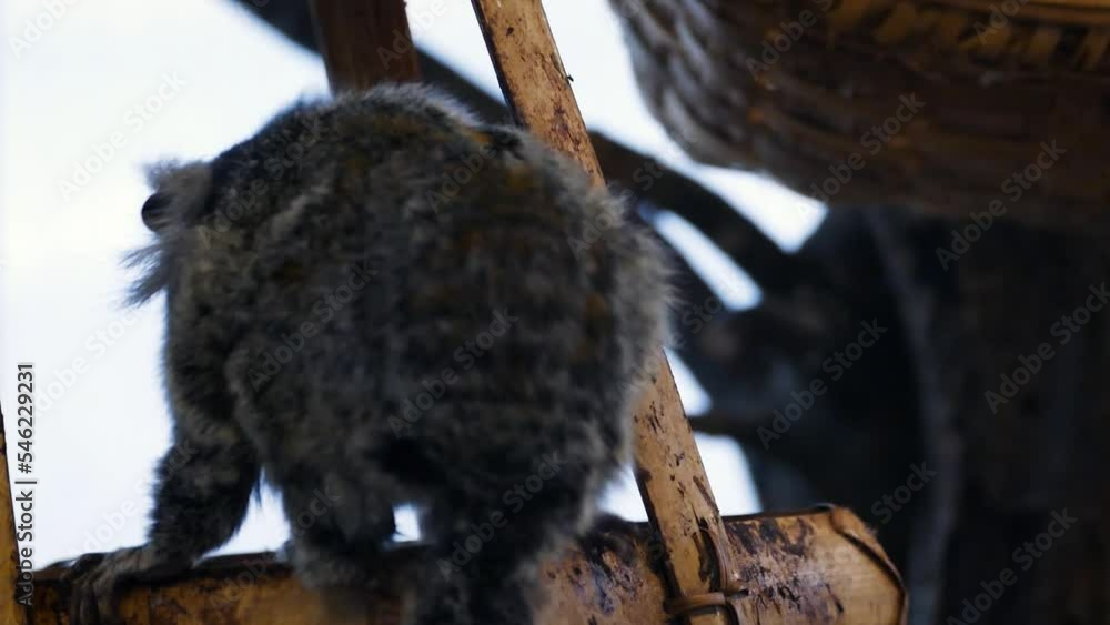 Common marmoset (Callithrix jacchus) with a broken jaw in a tropical house Common marmoset (Callithrix jacchus) with a broken jaw in a tropical house