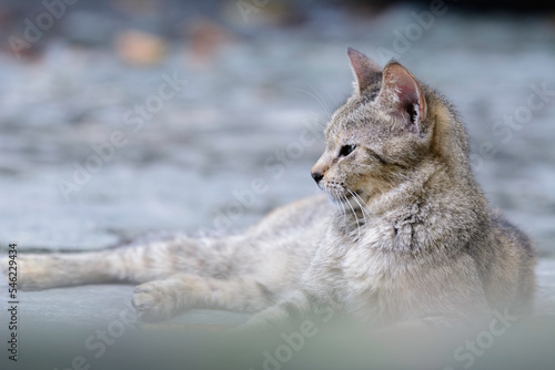 Photography Cat sitting on the ground