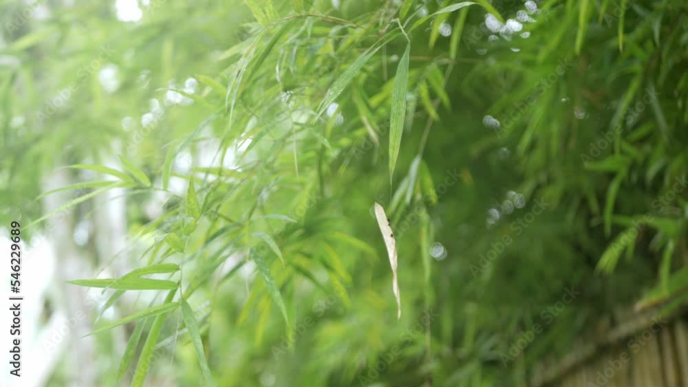 Low angle view look up at the top of the natural greenery bamboo trees grove jungle with sunshines in Chiangmai, northern of Thailand Low angle view look up at the top of the natural greenery bamboo trees grove jungle with sunshines in Chiangmai, northern of Thailand