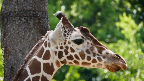 Reticulated giraffe (Giraffa camelopardalis reticulata) portrait