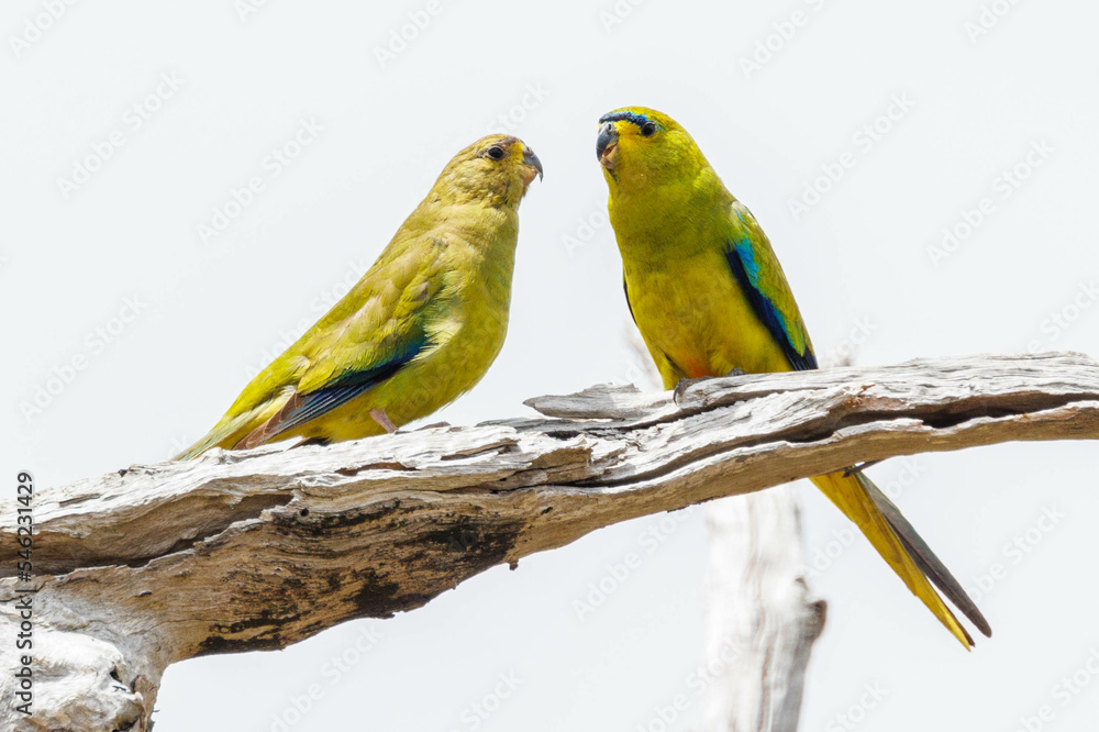 Elegant Parrots in Western Australia