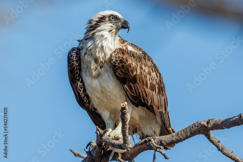 Papier peint Eastern Osprey in Western Australia