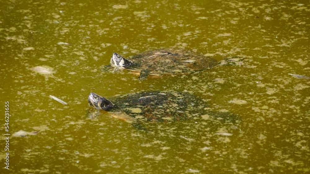 Two yellow-bellied sliders (Trachemys scripta scripta) in a dirty pond Two yellow-bellied sliders (Trachemys scripta scripta) in a dirty pond