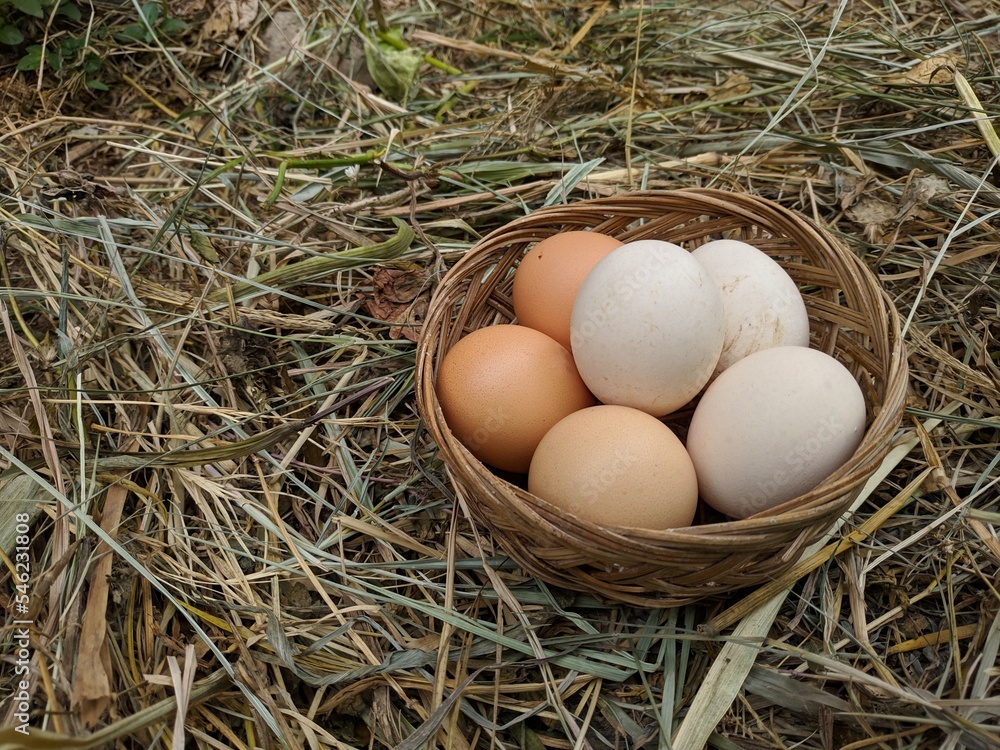Hen / chicken eggs basket on the hey Hen / chicken eggs basket on the hey