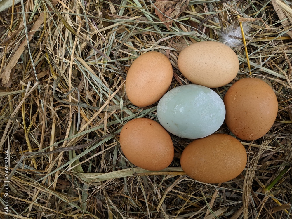 Hen / chicken eggs basket on the hey Hen / chicken eggs basket on the hey