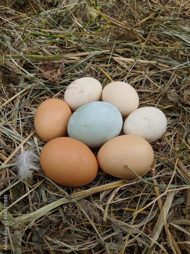 Hen / chicken eggs basket on the hey