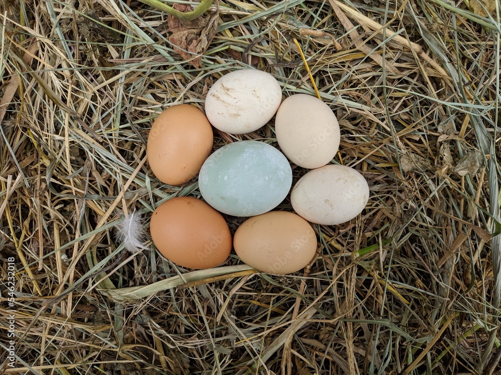 Hen / chicken eggs basket on the hey