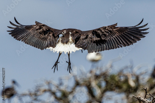 Straw-necked Ibis in Western Australia