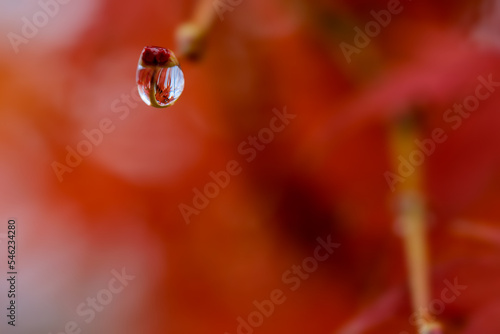 A raindrop on a red leaf showing the surroundings on the reflexion.