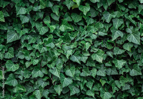 Fresh green leaf texture background. Tropical leaf texture.