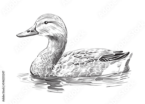 Duck Swimming Sketch Hand Drawn Vector Illustration.