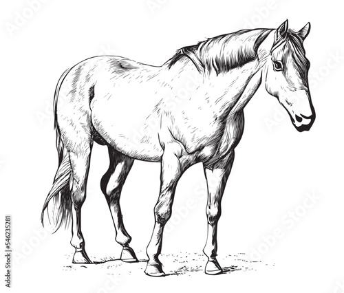 Horse Standing Hand Drawn Sketch Woodcut Style Three Quarter View Vector Illustration
