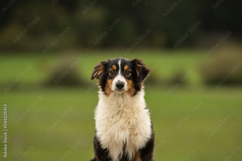 un chien de race berger australien un chien de race berger australien