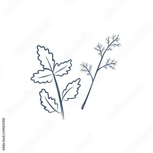 Detailed hand drawn vector black and white illustration of culinary herbs. Dill  parsley line