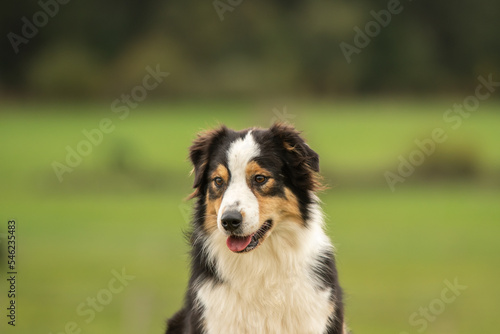 Fototapeta Naklejka Na Ścianę i Meble -  un chien de race berger australien 