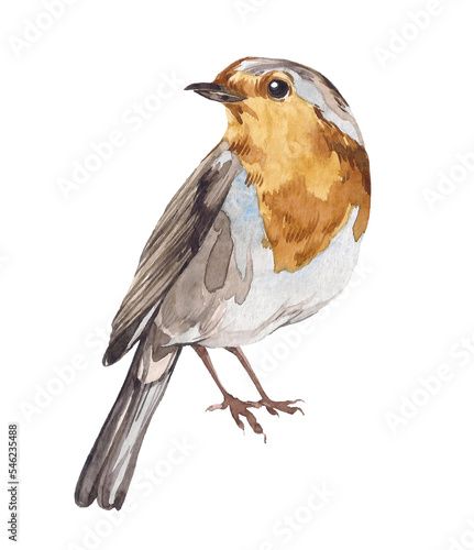 Hand-drawn watercolor robin bird isolated on white background. Ideal for decorating a nursery, textiles and packaging. Erithacus rubecula. Element for packaging design.