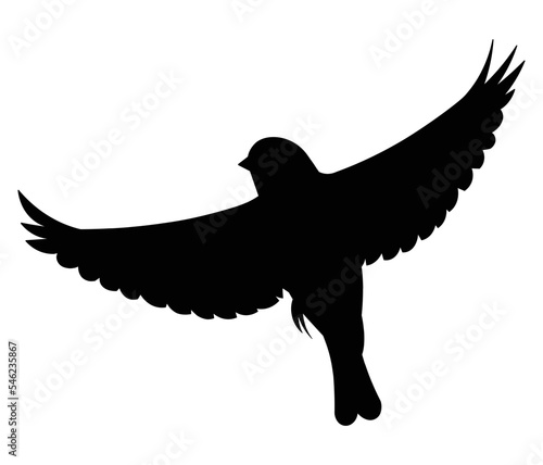 Flying oriole bird silhouette flies spreading its wings