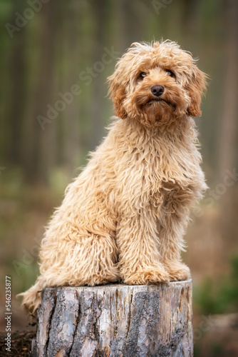 Six month old Cavapoo cute puppy dog sitting on a tree stump photo