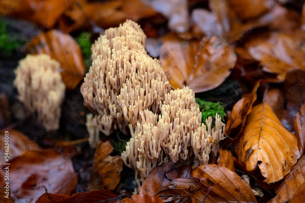 Salmon coral, beautiful clavaria, or yellow-tipped coral fungus „Ramaria formosa“ coming up in brownish wet autumn foliage in Palatinate forest. Macro close up of beige branched mushroom structures. Salmon coral, beautiful clavaria, or yellow-tipped coral fungus „Ramaria formosa“ coming up in brownish wet autumn foliage in Palatinate forest. Macro close up of beige branched mushroom structures.